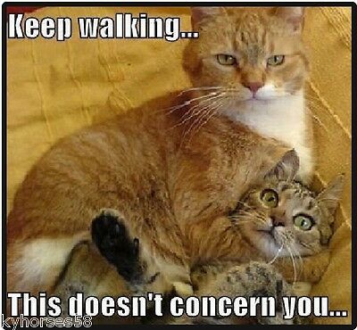Detail Walking Cat Meme Nomer 38