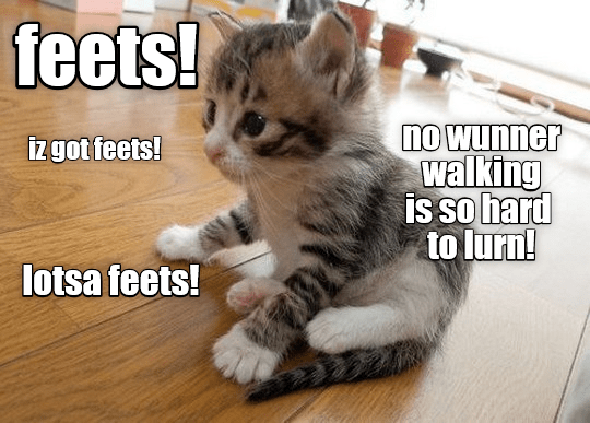Detail Walking Cat Meme Nomer 42
