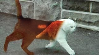 Detail Walking Cat Meme Nomer 43