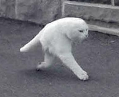 Detail Walking Cat Meme Nomer 5