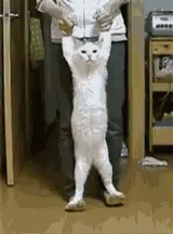 Detail Walking Cat Meme Nomer 50