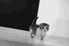 Detail Walking Cat Meme Nomer 51
