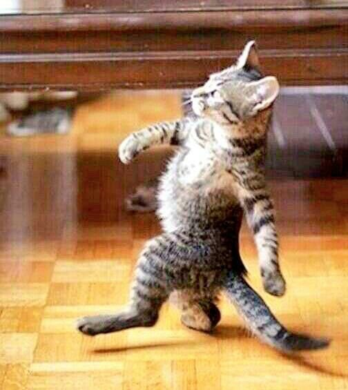 Detail Walking Cat Meme Nomer 6