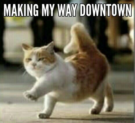 Detail Walking Cat Meme Nomer 8