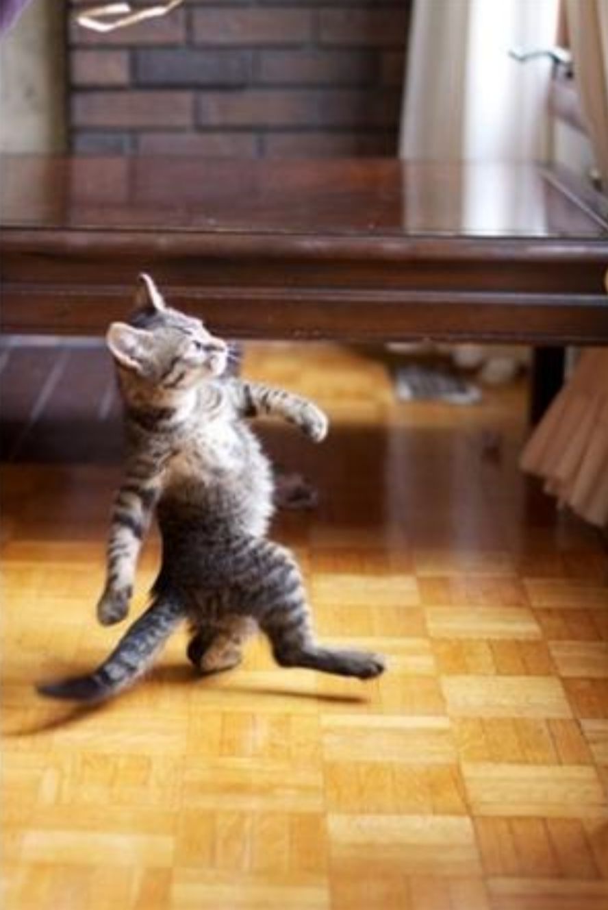 Detail Walking Cat Meme Nomer 9