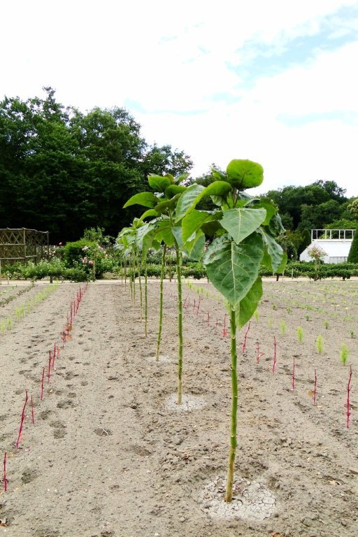 Detail Walking Stick Cabbage Seed Nomer 14