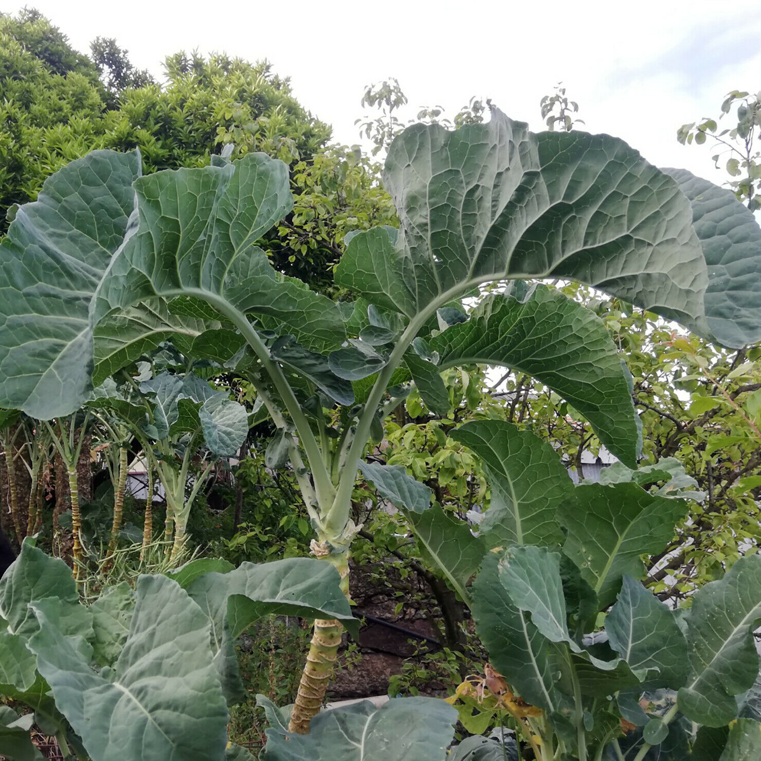 Detail Walking Stick Cabbage Seed Nomer 17