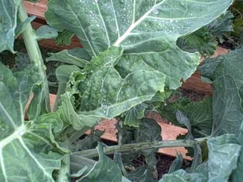 Detail Walking Stick Cabbage Seed Nomer 23