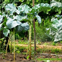 Detail Walking Stick Cabbage Seed Nomer 4