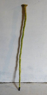 Detail Walking Stick Cabbage Seed Nomer 31