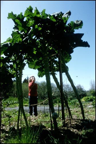 Detail Walking Stick Cabbage Seed Nomer 42