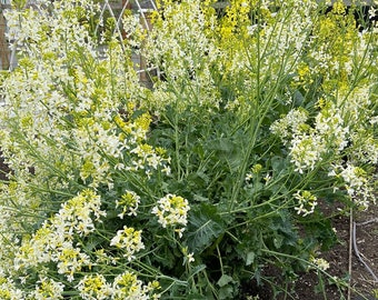 Detail Walking Stick Cabbage Seed Nomer 45