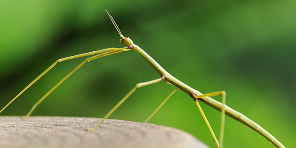 Walking Stick Pictures - KibrisPDR