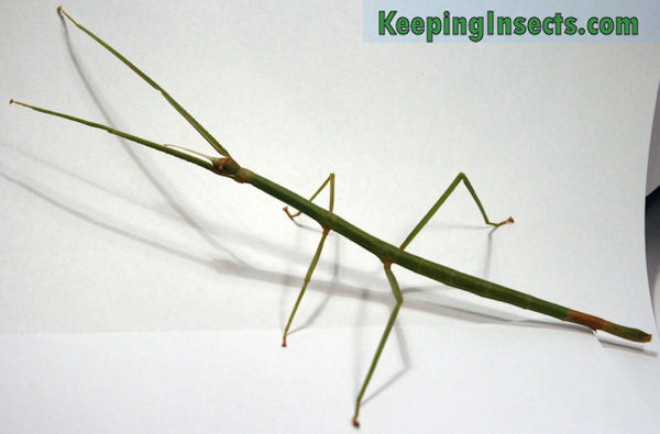 Detail Walking Stick Vs Praying Mantis Nomer 16