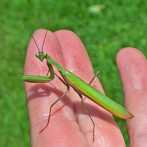 Detail Walking Stick Vs Praying Mantis Nomer 18