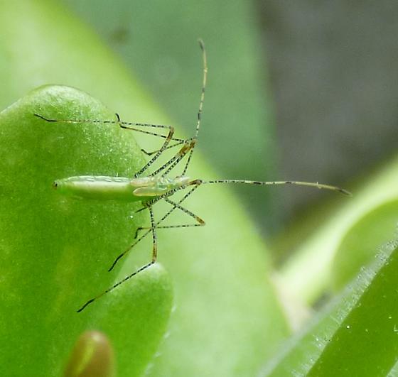 Detail Walking Stick Vs Praying Mantis Nomer 26