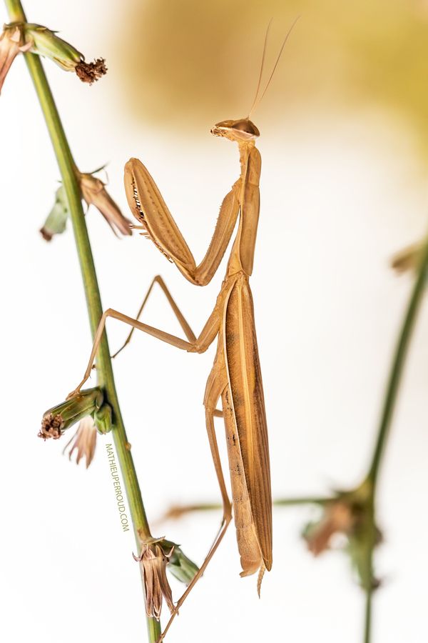 Detail Walking Stick Vs Praying Mantis Nomer 4