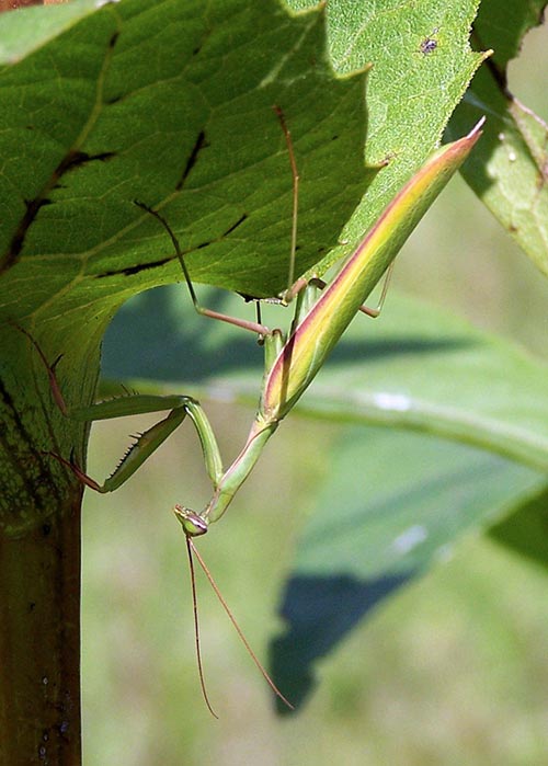 Detail Walking Stick Vs Praying Mantis Nomer 32