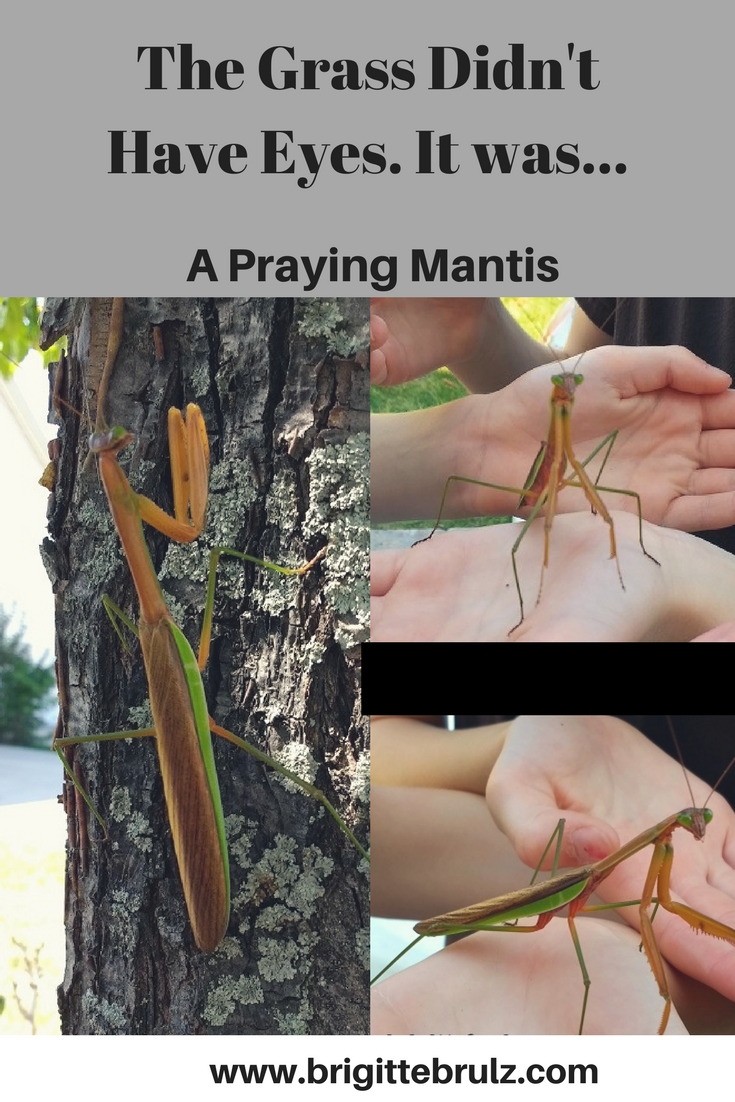 Detail Walking Stick Vs Praying Mantis Nomer 39