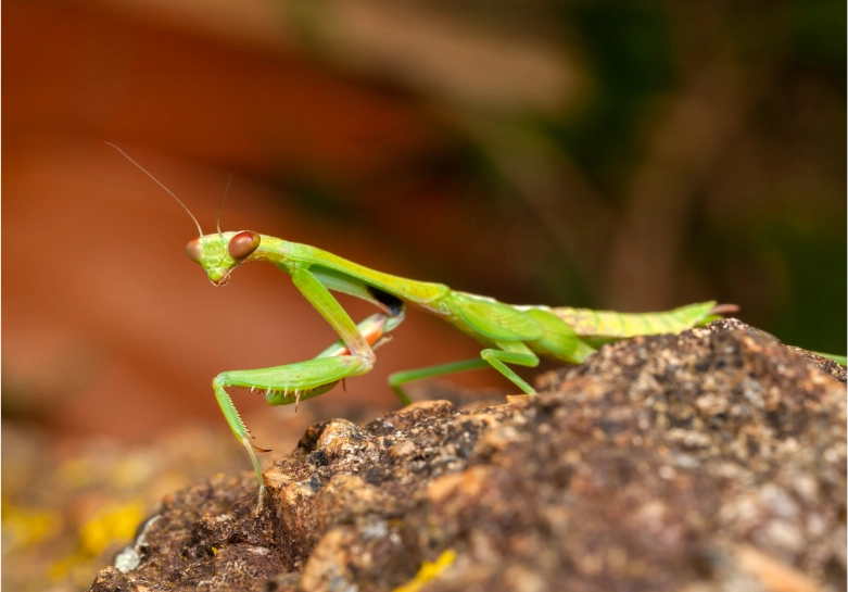 Detail Walking Stick Vs Praying Mantis Nomer 44