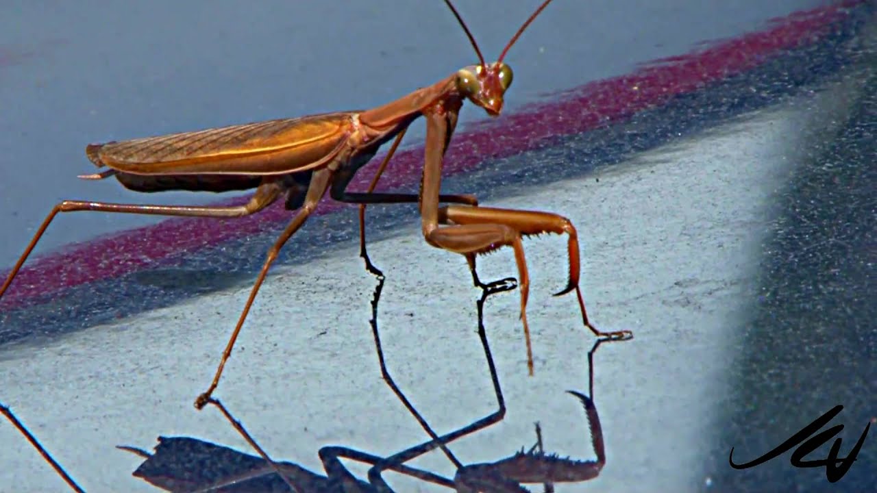 Detail Walking Stick Vs Praying Mantis Nomer 7