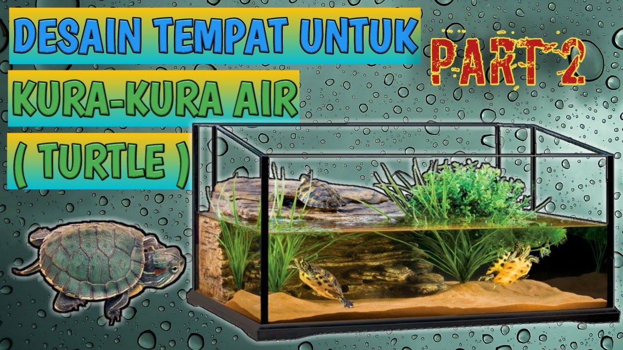 Rumah Kura Kura Air - KibrisPDR