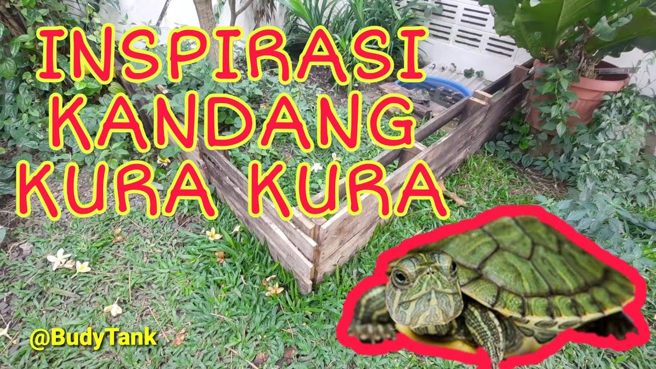 Detail Rumah Kura Kura Air Nomer 31