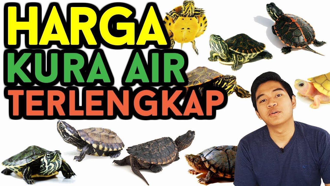 Detail Rumah Kura Kura Air Nomer 43