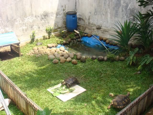 Detail Rumah Kura Kura Air Nomer 48