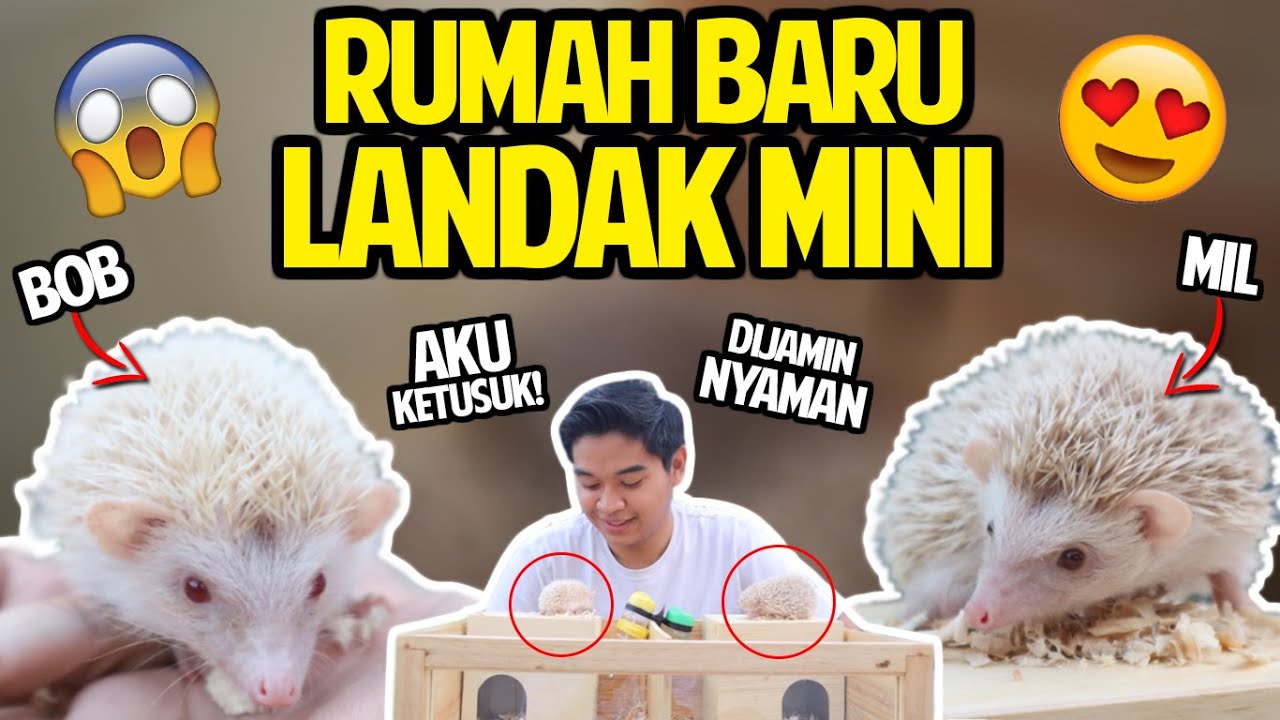 Detail Rumah Landak Mini Nomer 15