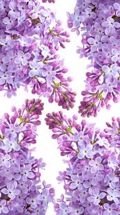 Detail Wallpaper Aesthetic Warna Lilac Nomer 38