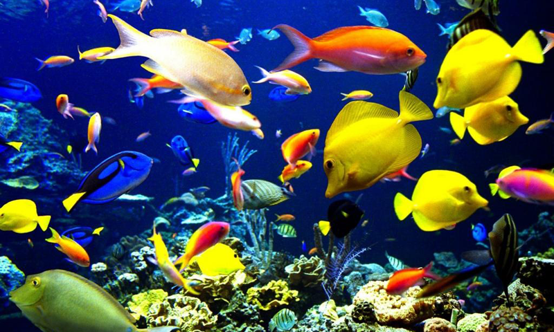 Detail Wallpaper Animasi 3d Aquarium Bergerak Nomer 15