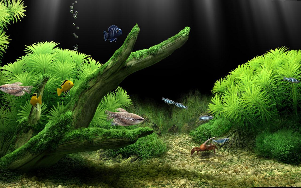 Detail Wallpaper Animasi 3d Aquarium Bergerak Nomer 45