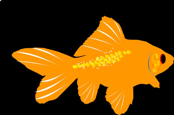 Detail Wallpaper Animasi Ikan Bergerak Nomer 36