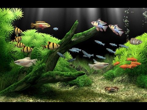 Detail Wallpaper Aquarium 3d Bergerak Nomer 5