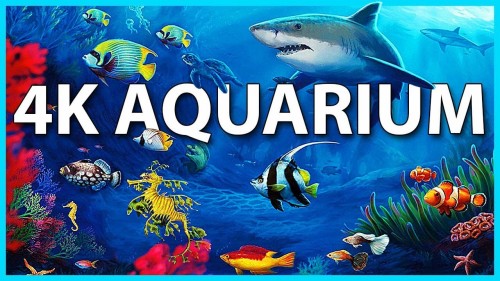 Detail Wallpaper Aquarium 3d Bergerak Nomer 55