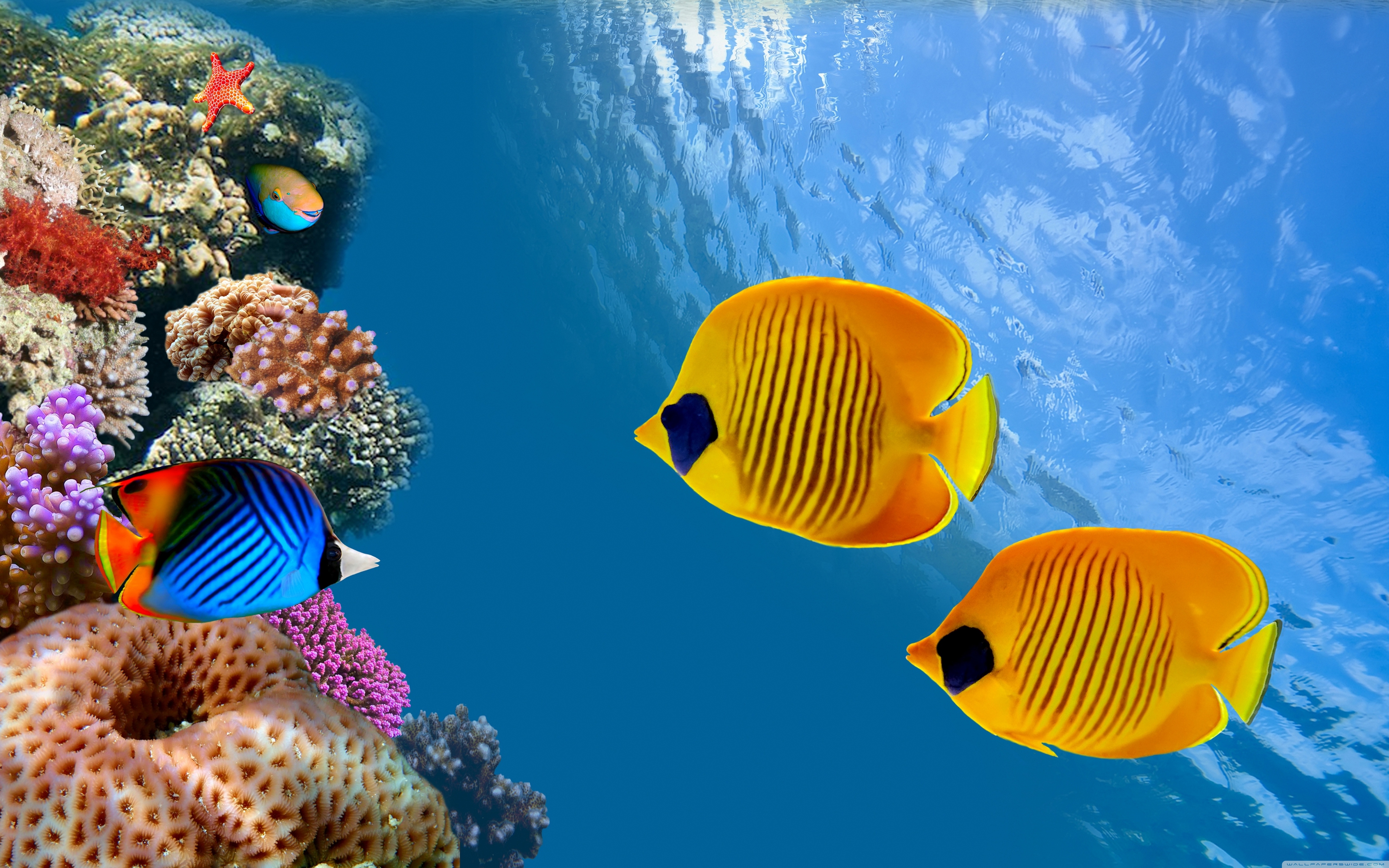 Detail Wallpaper Aquarium 3d Bergerak Nomer 56