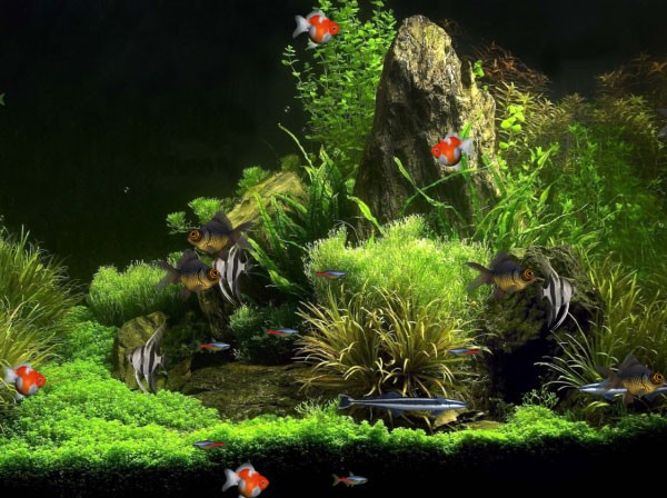 Detail Wallpaper Aquarium 3d Bergerak Pc Nomer 22