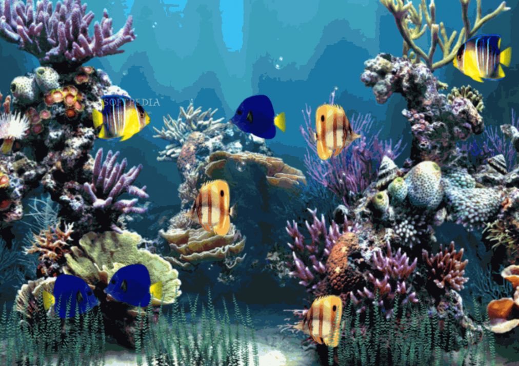 Detail Wallpaper Aquarium 3d Bergerak Pc Nomer 31