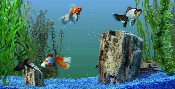 Detail Wallpaper Aquarium 3d Bergerak Pc Nomer 42