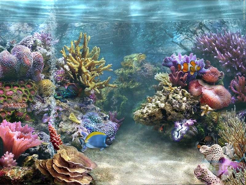 Detail Wallpaper Aquarium 3d Bergerak Pc Nomer 46