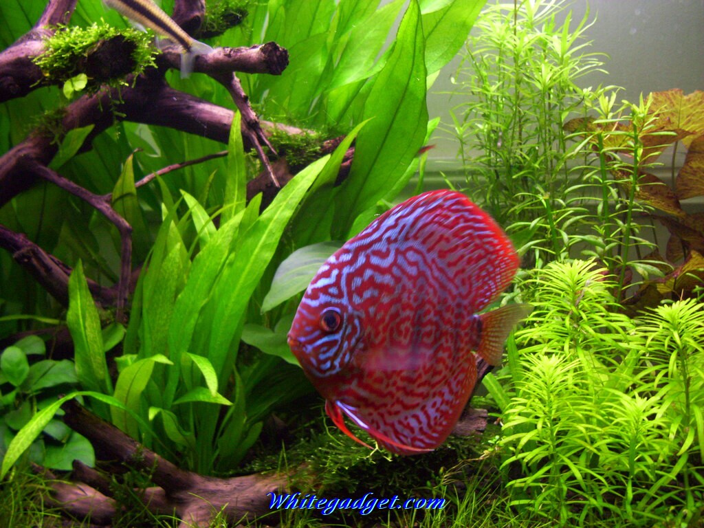 Detail Wallpaper Aquarium 3d Bergerak Pc Nomer 50