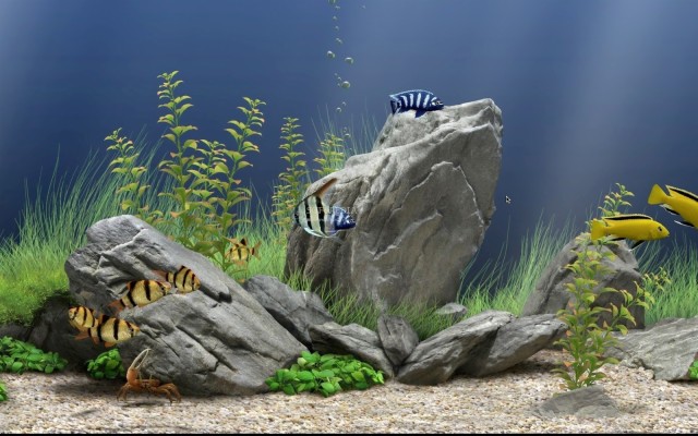 Detail Wallpaper Aquarium 3d Bergerak Pc Nomer 9