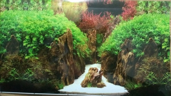 Detail Wallpaper Aquarium Batu Alam Nomer 24