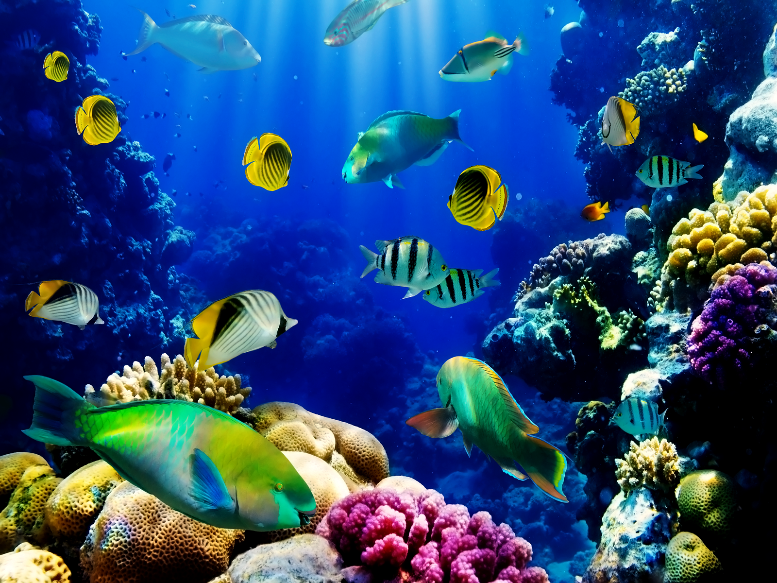 Detail Wallpaper Aquarium Hd Nomer 11