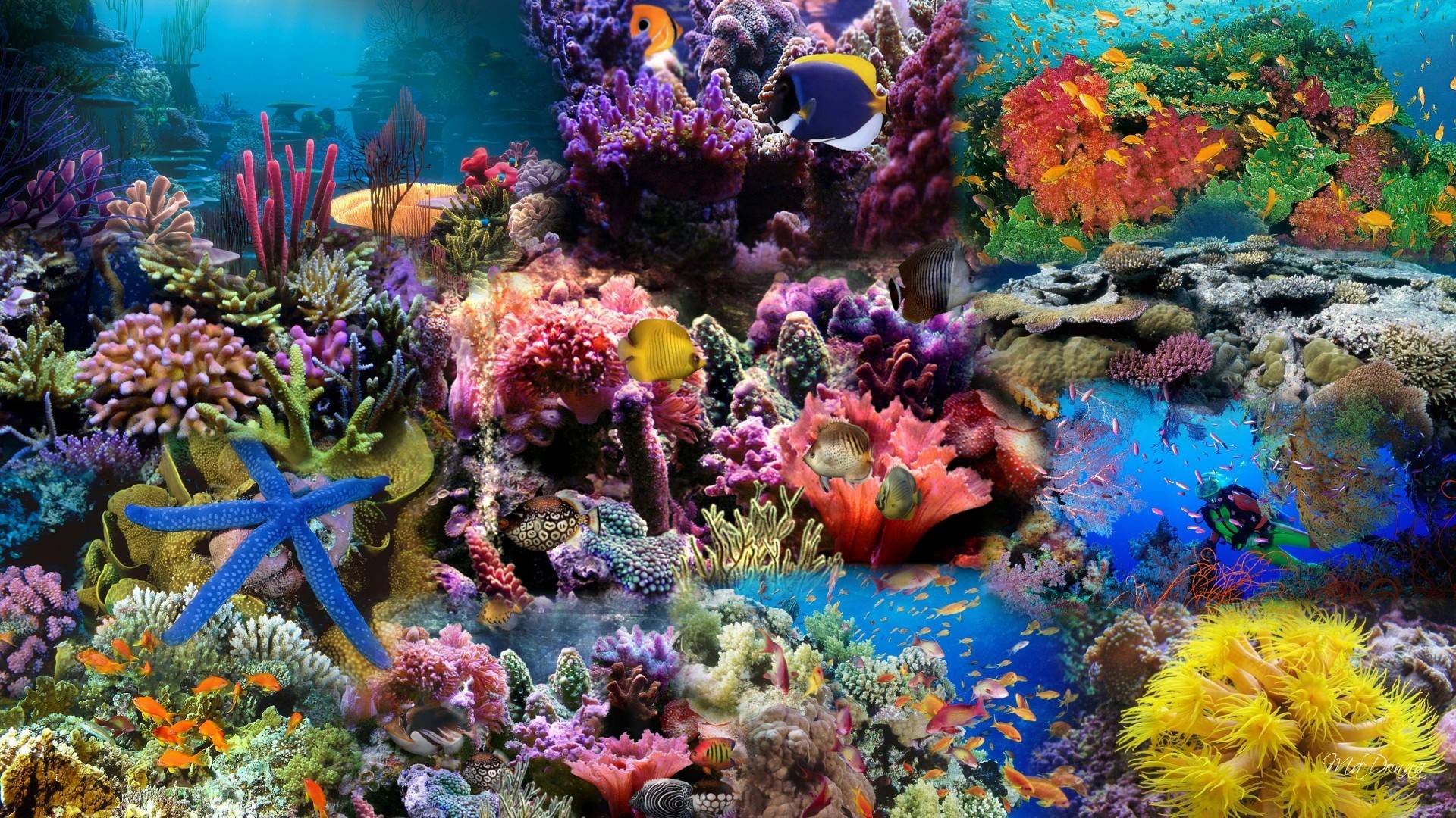 Detail Wallpaper Aquarium Hd Nomer 15