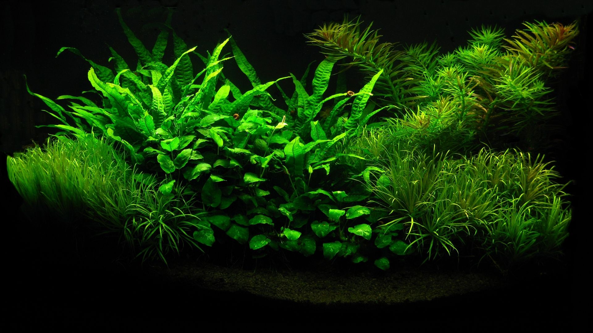 Detail Wallpaper Aquarium Hd Nomer 22