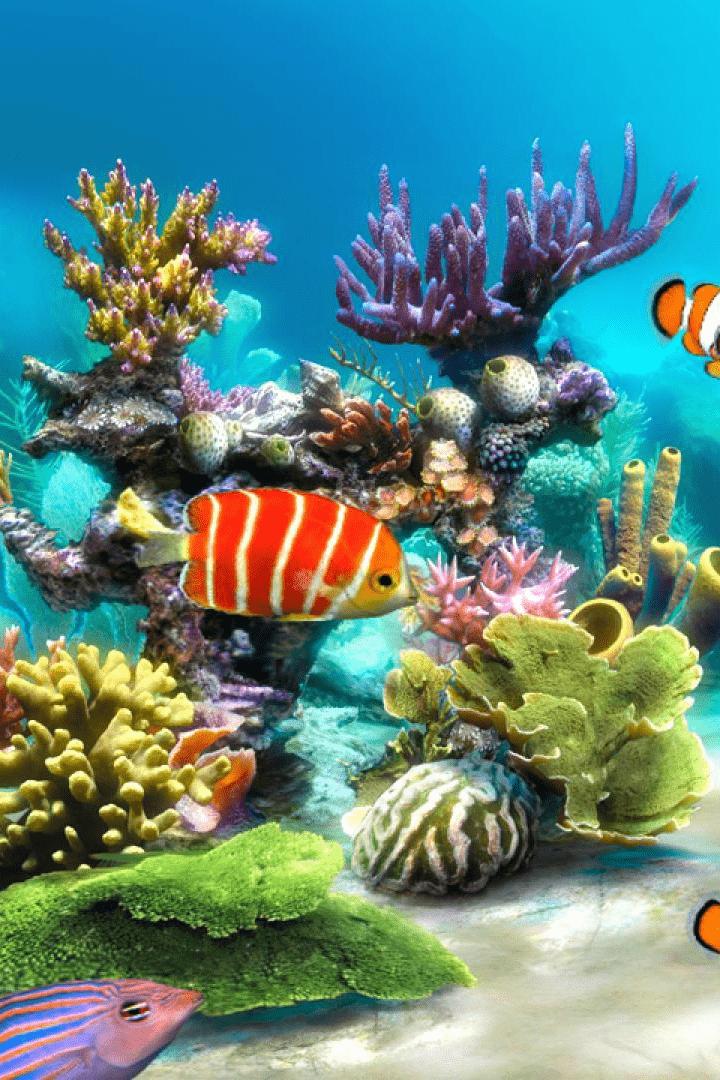 Detail Wallpaper Aquarium Hd Nomer 36