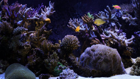 Detail Wallpaper Aquarium Hd Nomer 39