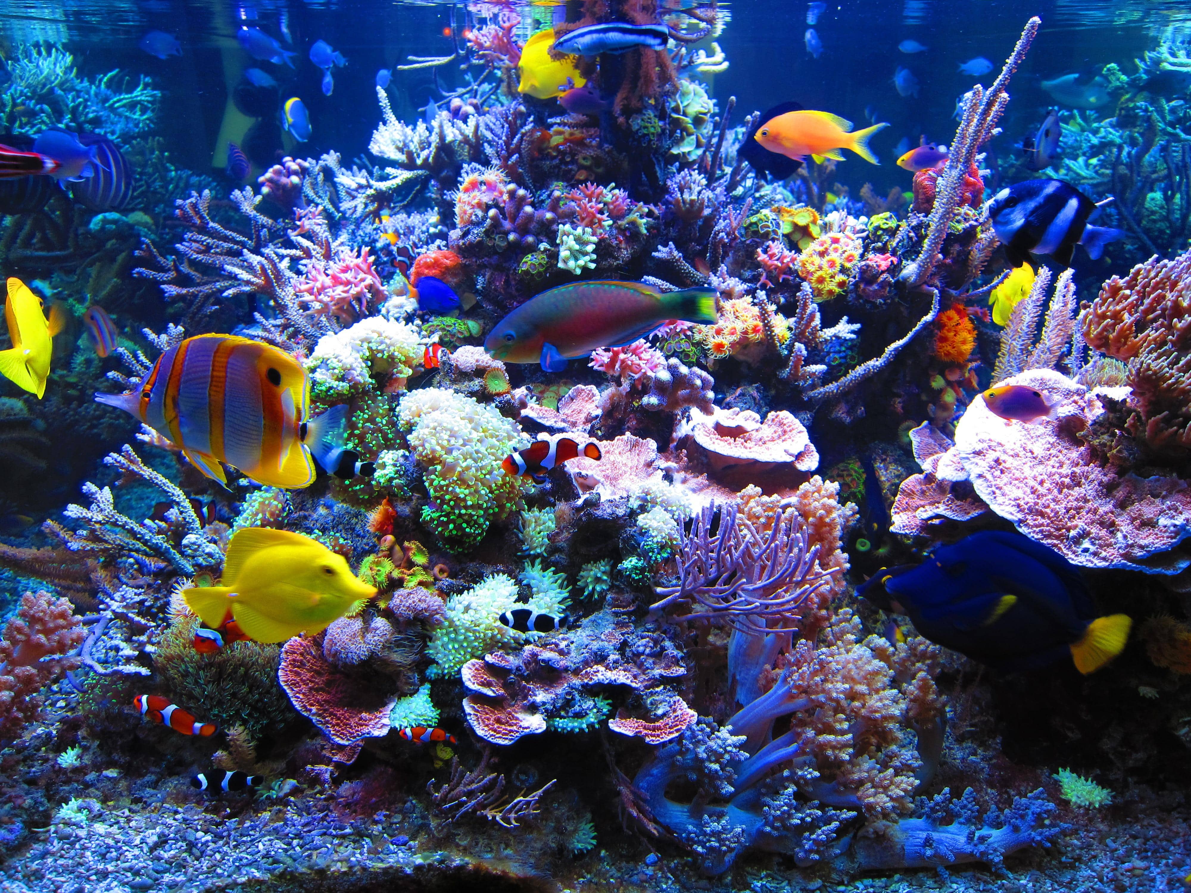 Detail Wallpaper Aquarium Hd Nomer 46